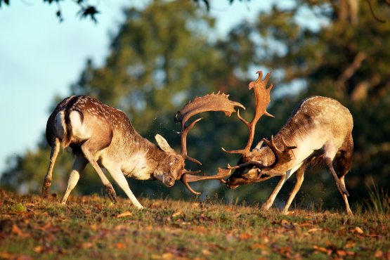 October Almanac 2025 Image