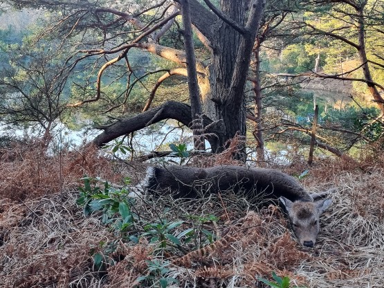 Sika Deer Purbeck