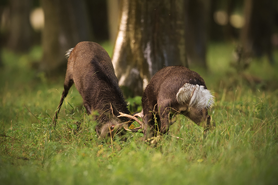 Sika Rut Licensed 1